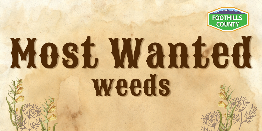 Foothills County's Most Wanted Weeds | Foothills County